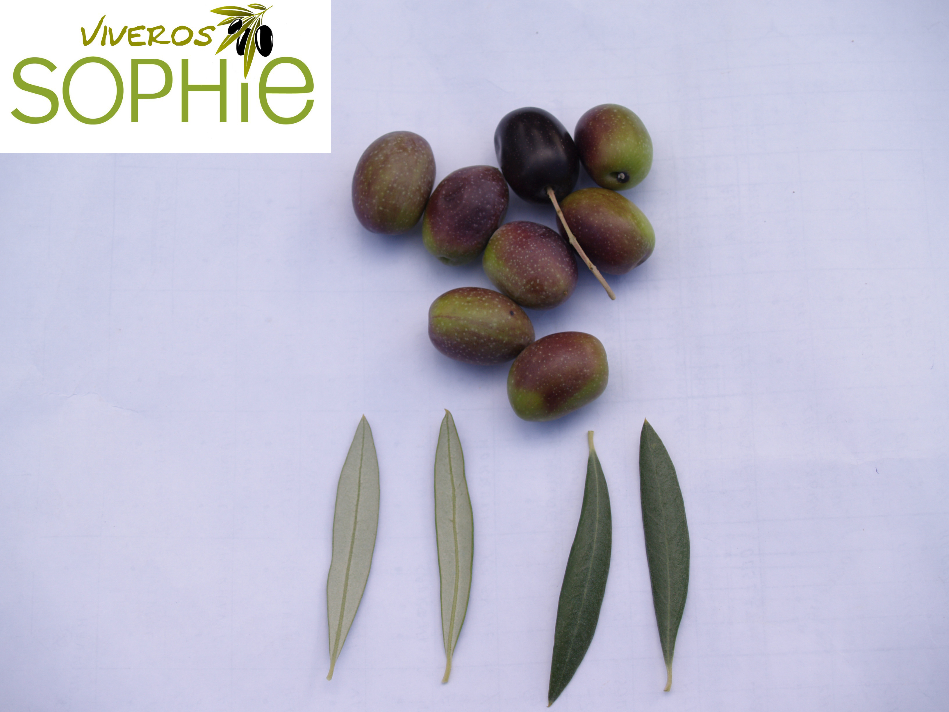 Variedad de olivo VERDIAL  DE  BADAJOZ